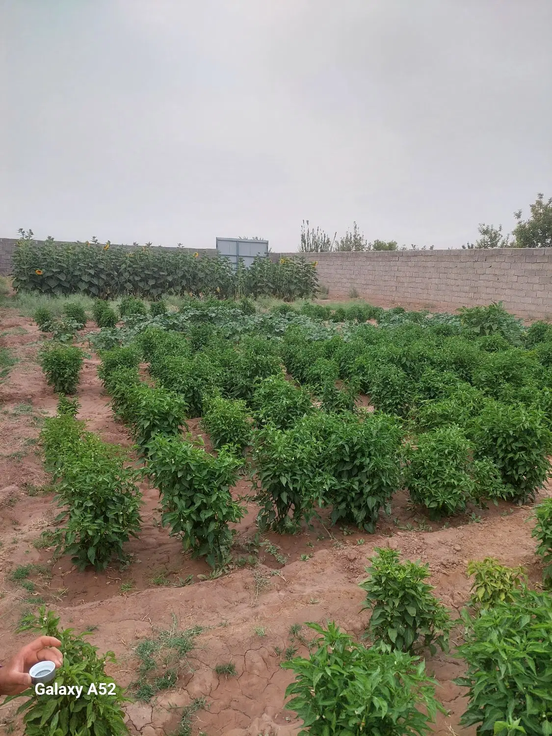 زمین شهرک صنعتی شماره ۱
