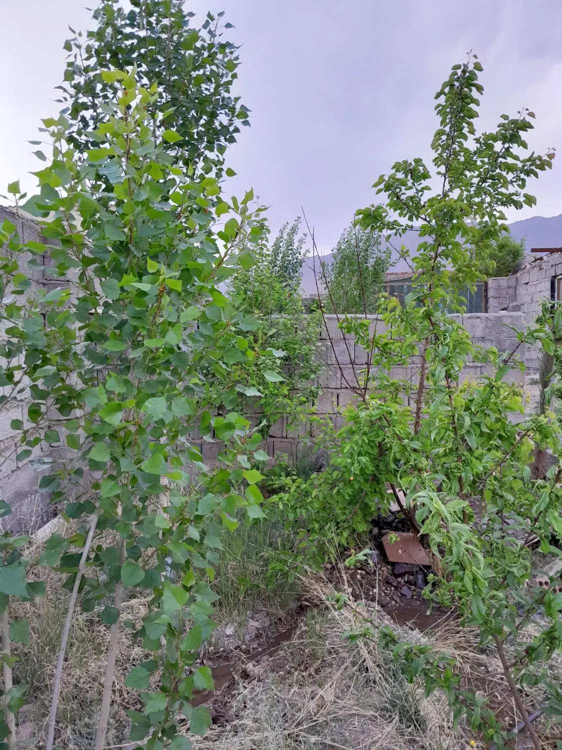 زمین کوهپایه