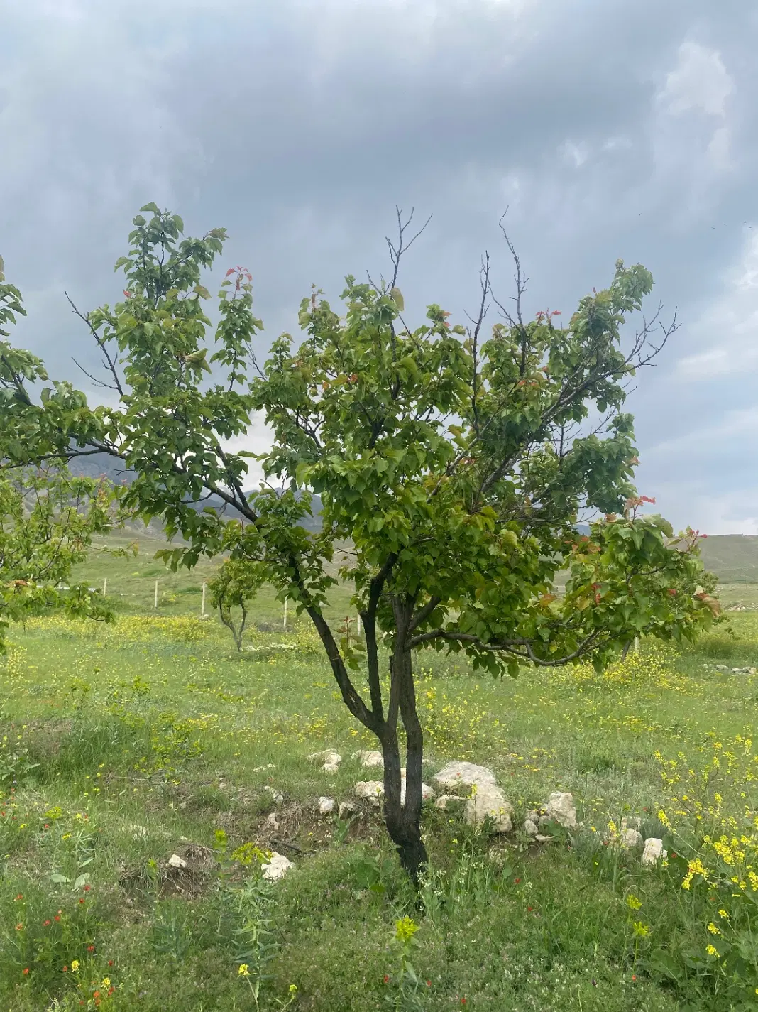 فروش باغ ممد کندی