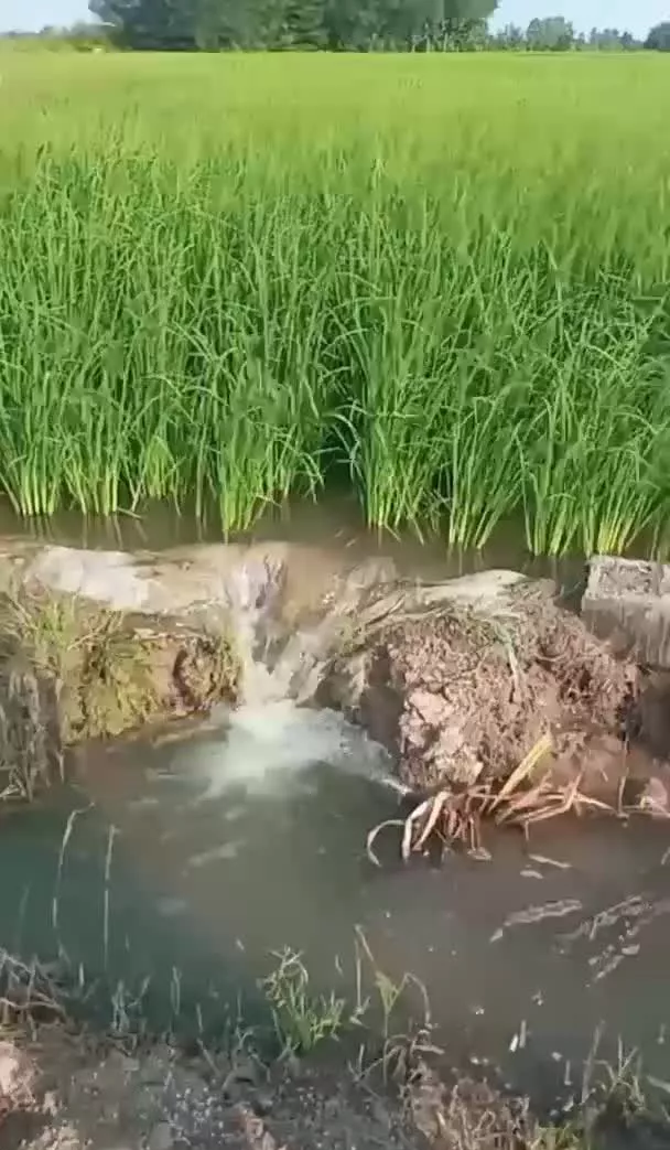 شالیزاربه‌متراژ۲۲۳۴