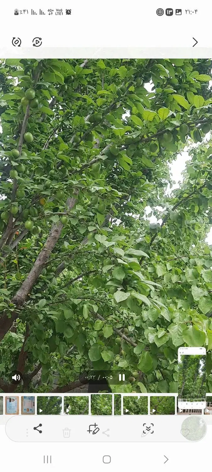 باغ ۵۰۰متری