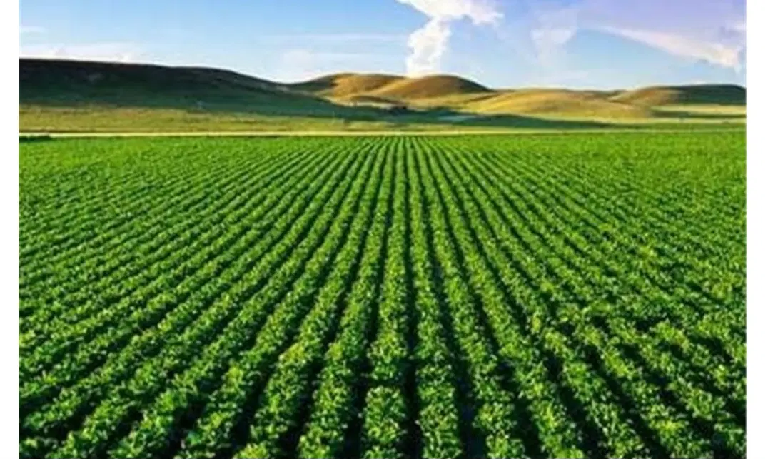اجاره یک قطعه زمین زراعتی آبی