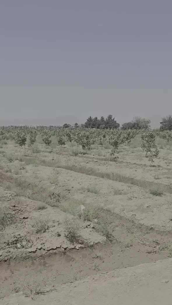 زمین باغ پسته