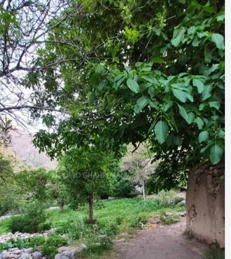 ۵۸۶ متر زمین با مسنی و انشعابات