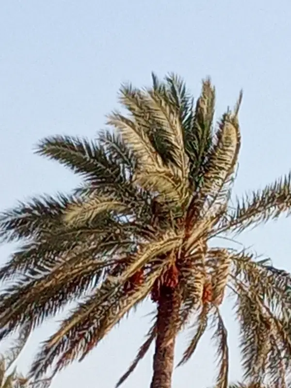 فروش زمین باغک