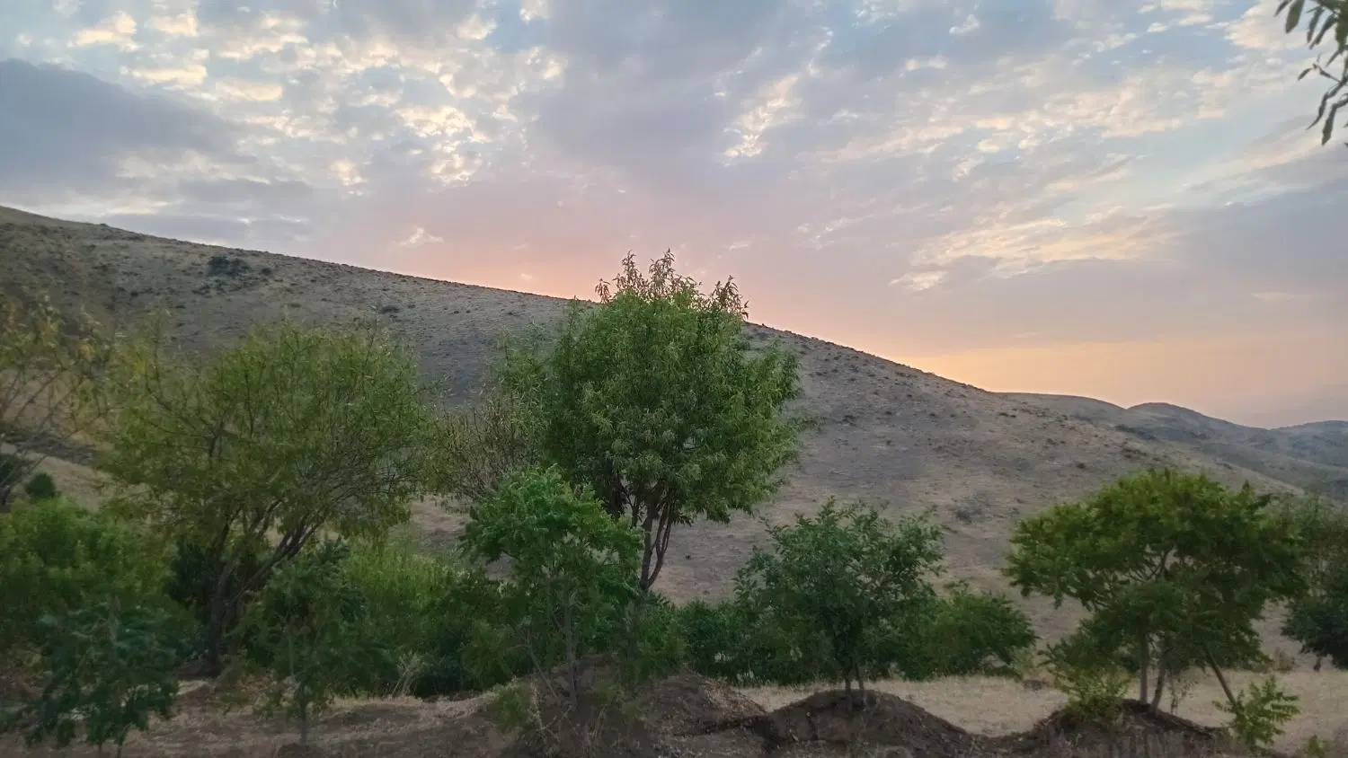 باغ و زمین