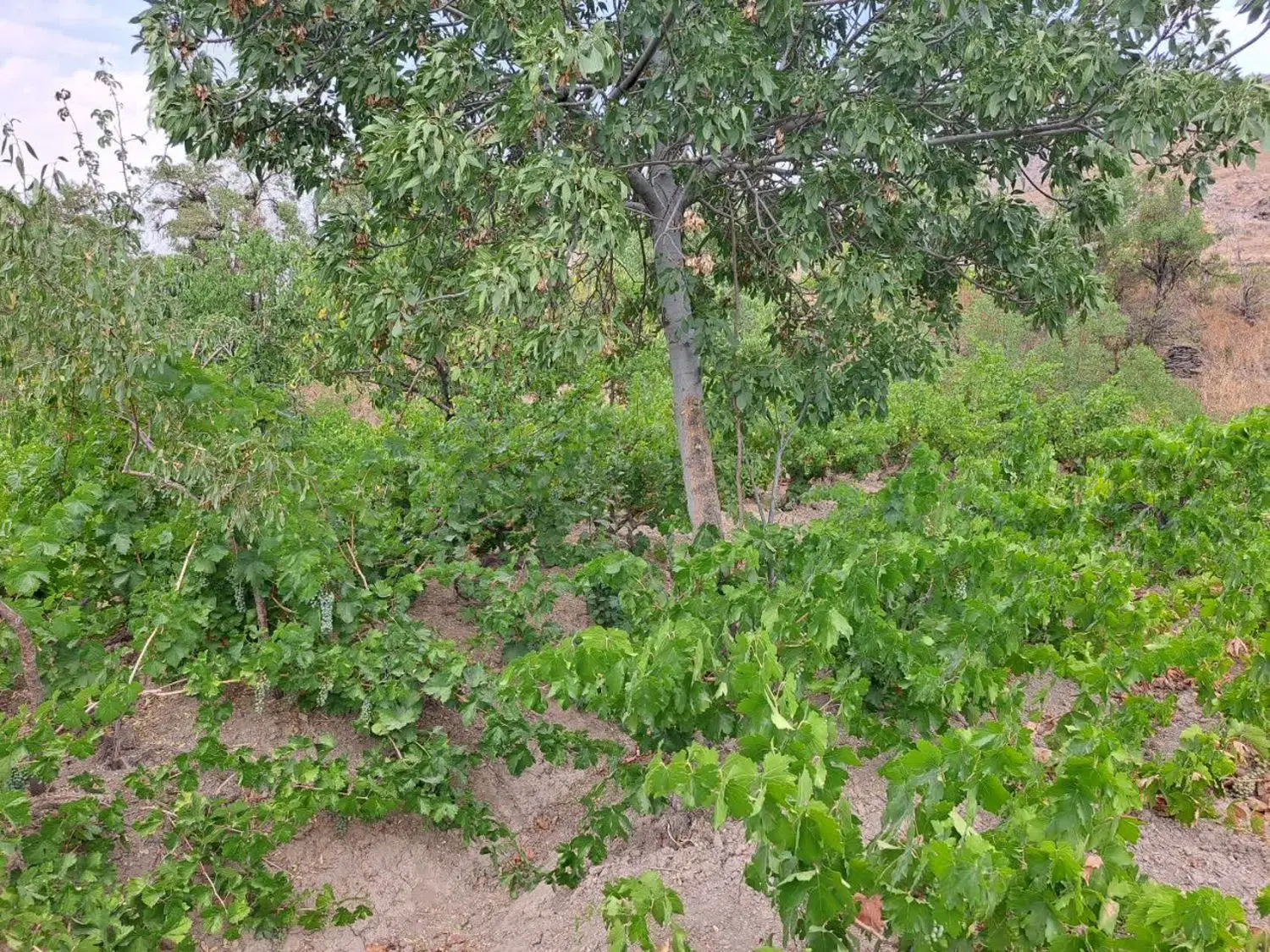 باغ هزاوه