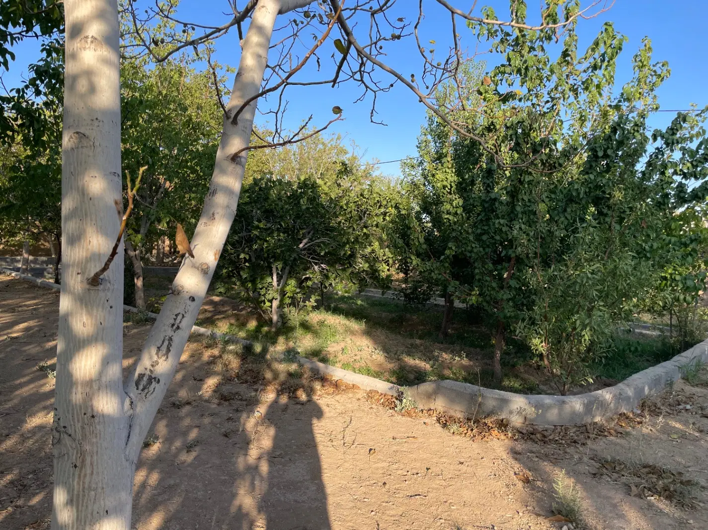 باغ