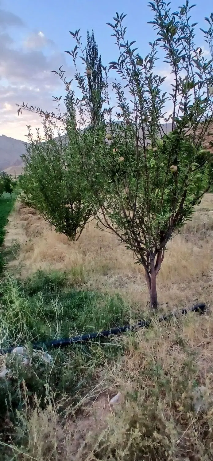 زمین .باغ