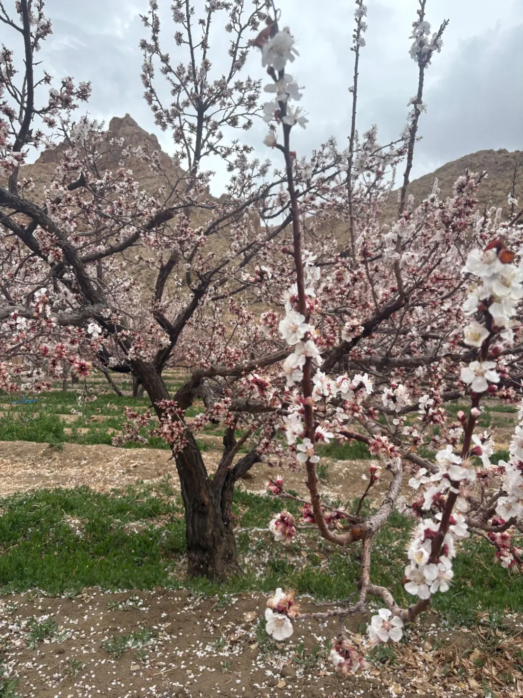 فروش زمین چشمه علی دامغان