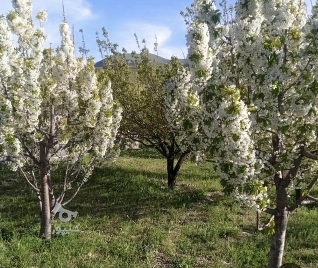 زمین کشاورزی مرغوب بحر جاده  اصلی زنجان تهران
