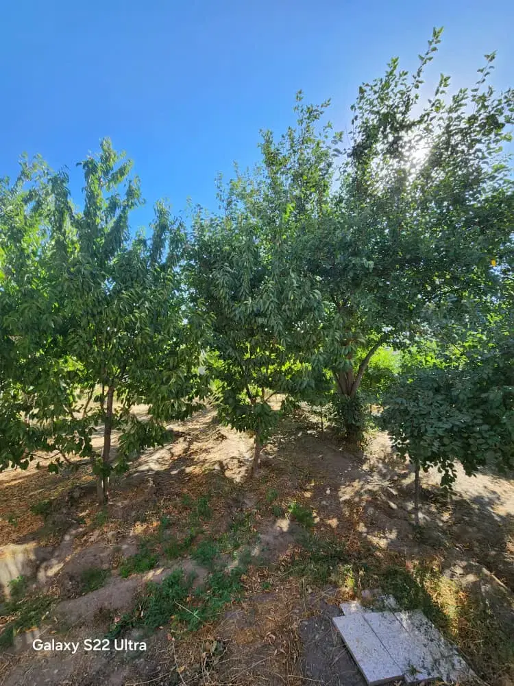 زمین باغی _ حاشیه مجموعه اقاقیا_آبفا _کاهو