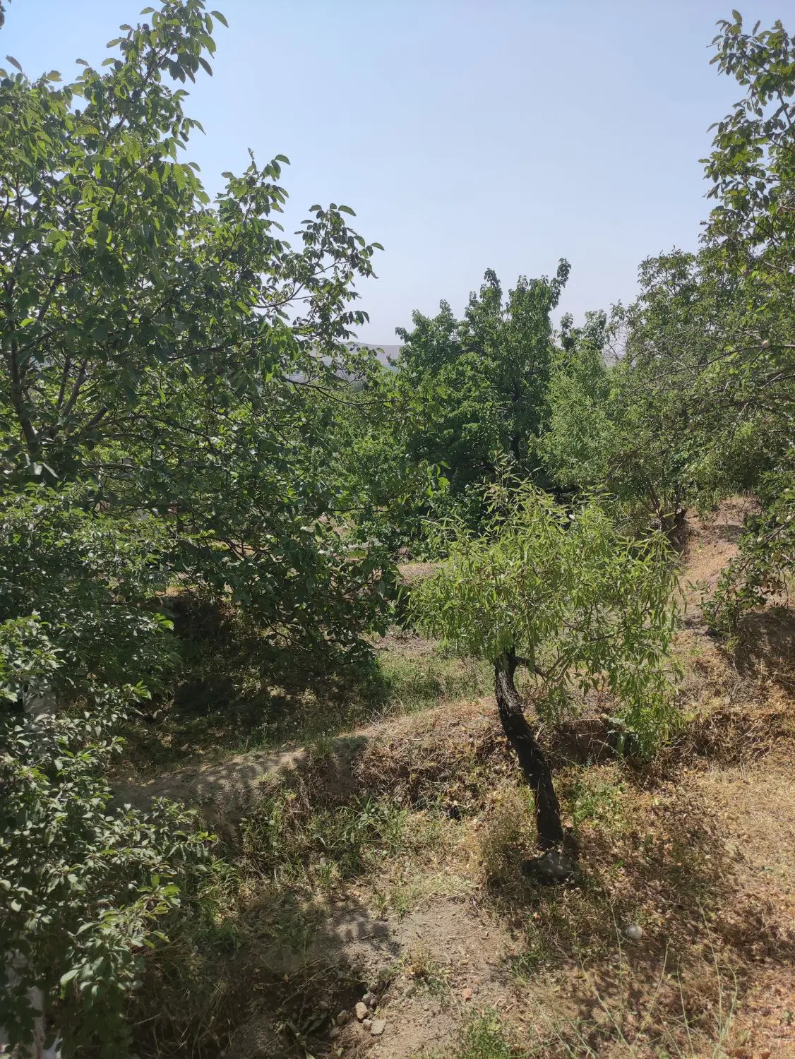 باغ حاصل خیز اسکو