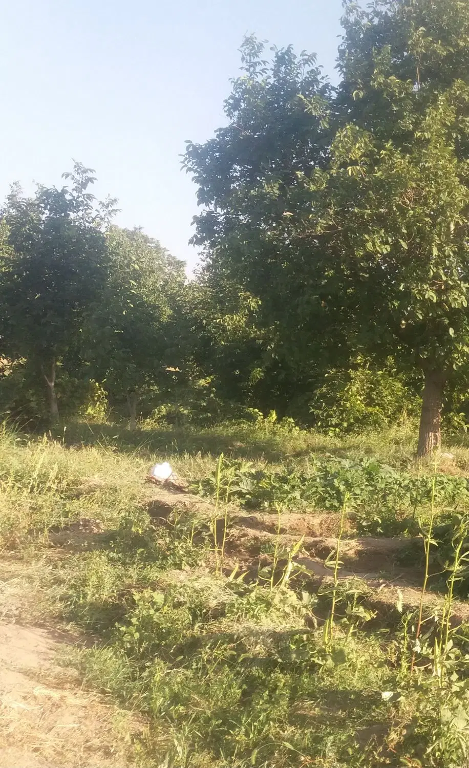 فروش باغ انگور و گردو در نورین