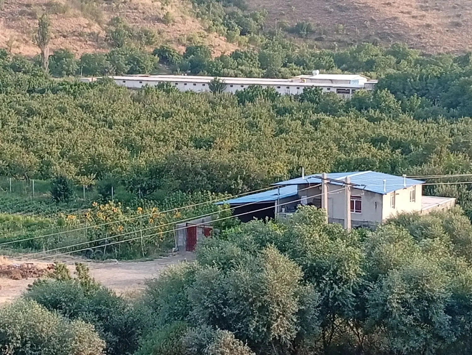 گاوداری 30راسی جاده سنندج مریوان