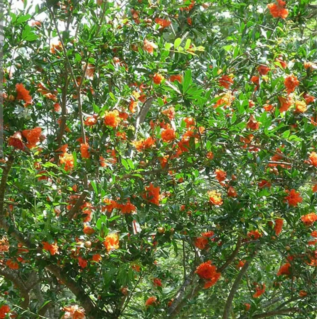خانه باغ1100متری
