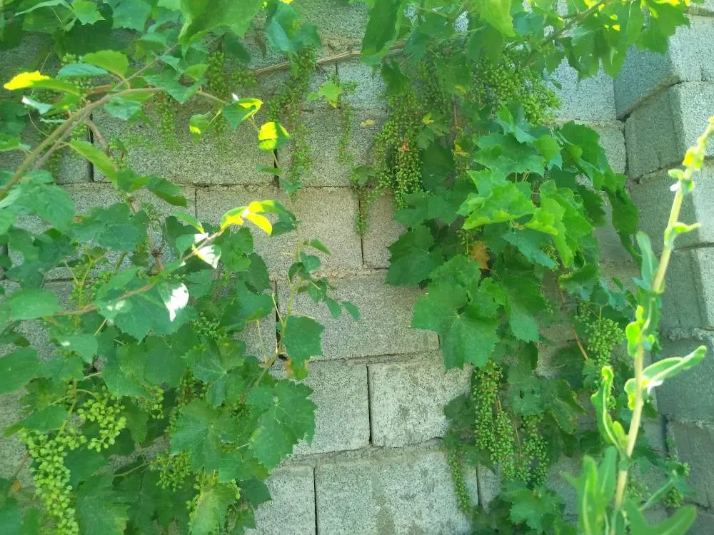 فروش زمین ویلایی ۵۰۰ متری در روستای ریحان