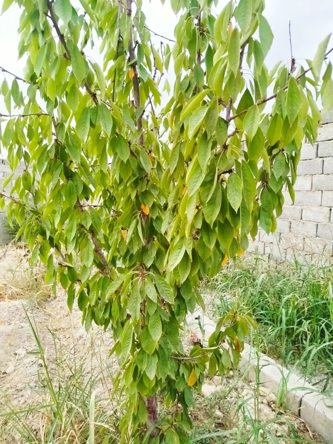 باغچه
