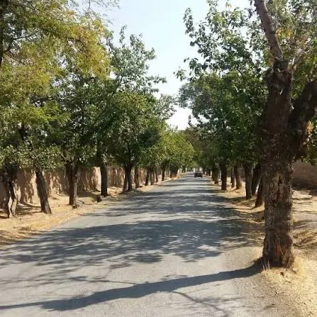 ۱۶۰۰ متر _ باغ آلو در چهچه