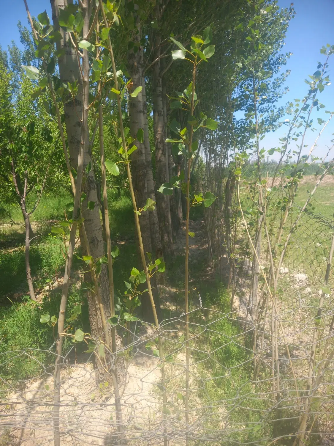 باغچه در گلمغان