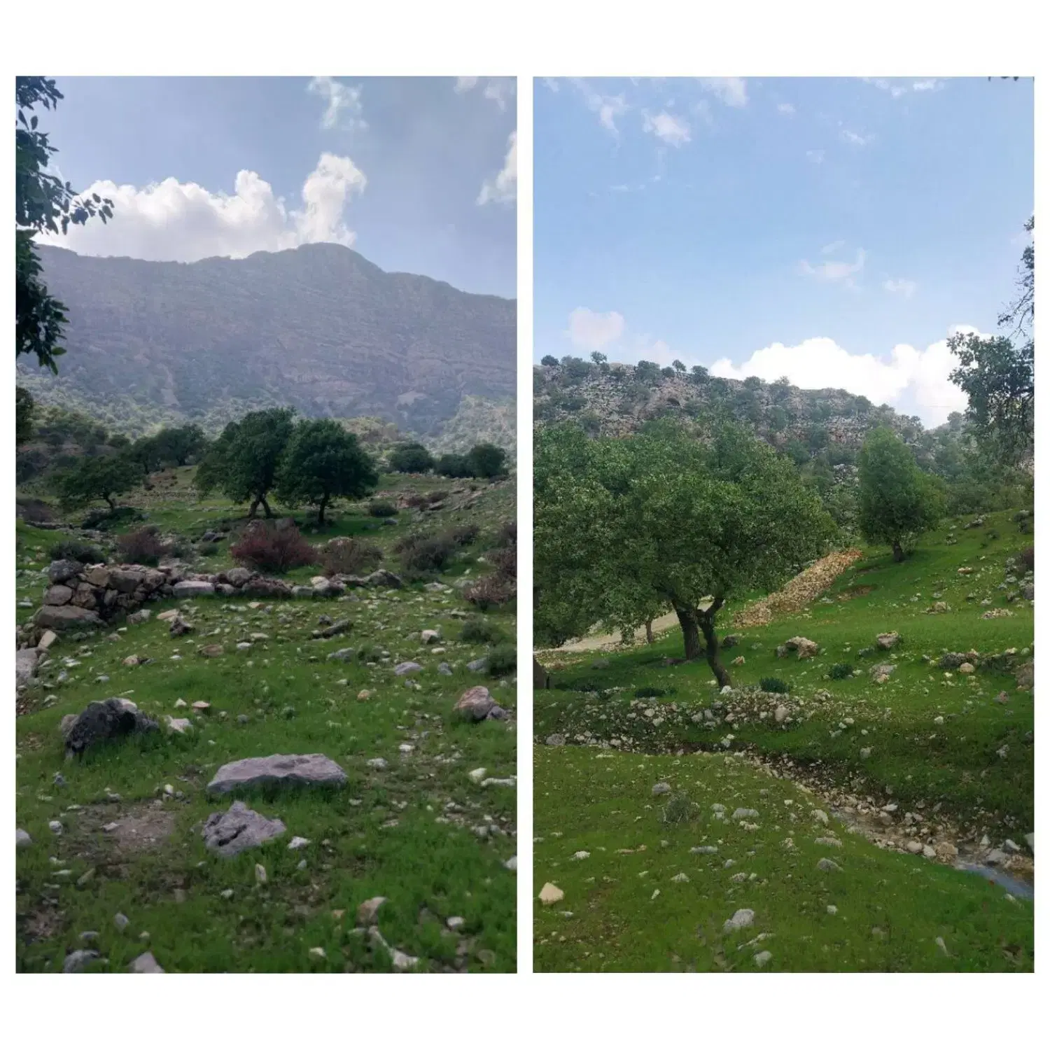 زمین