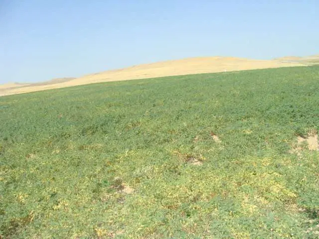 زمین کشاورزی روستای تکانه