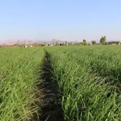 زمین اجاره