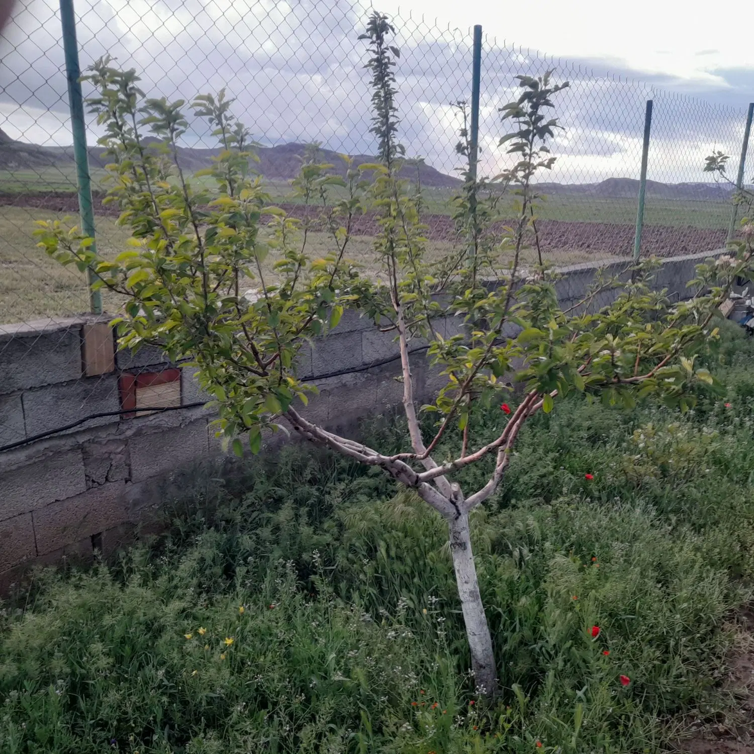 باغ هزار متری در احمدی خواجه