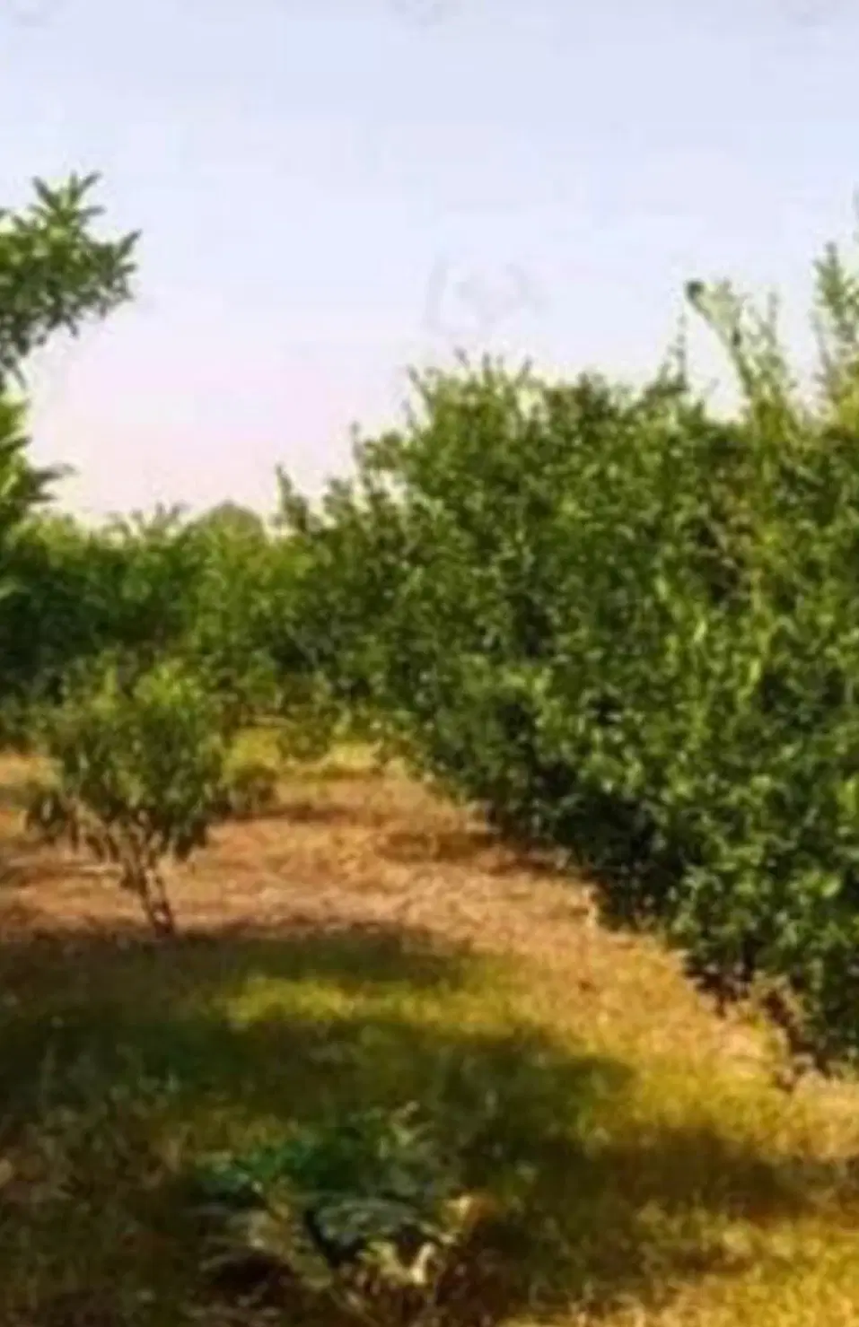 زمین