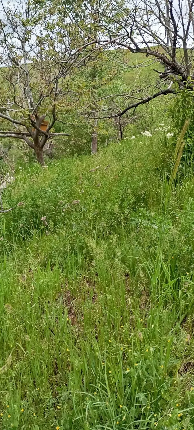 زیرقیمت برای چندروز روستای بیرق