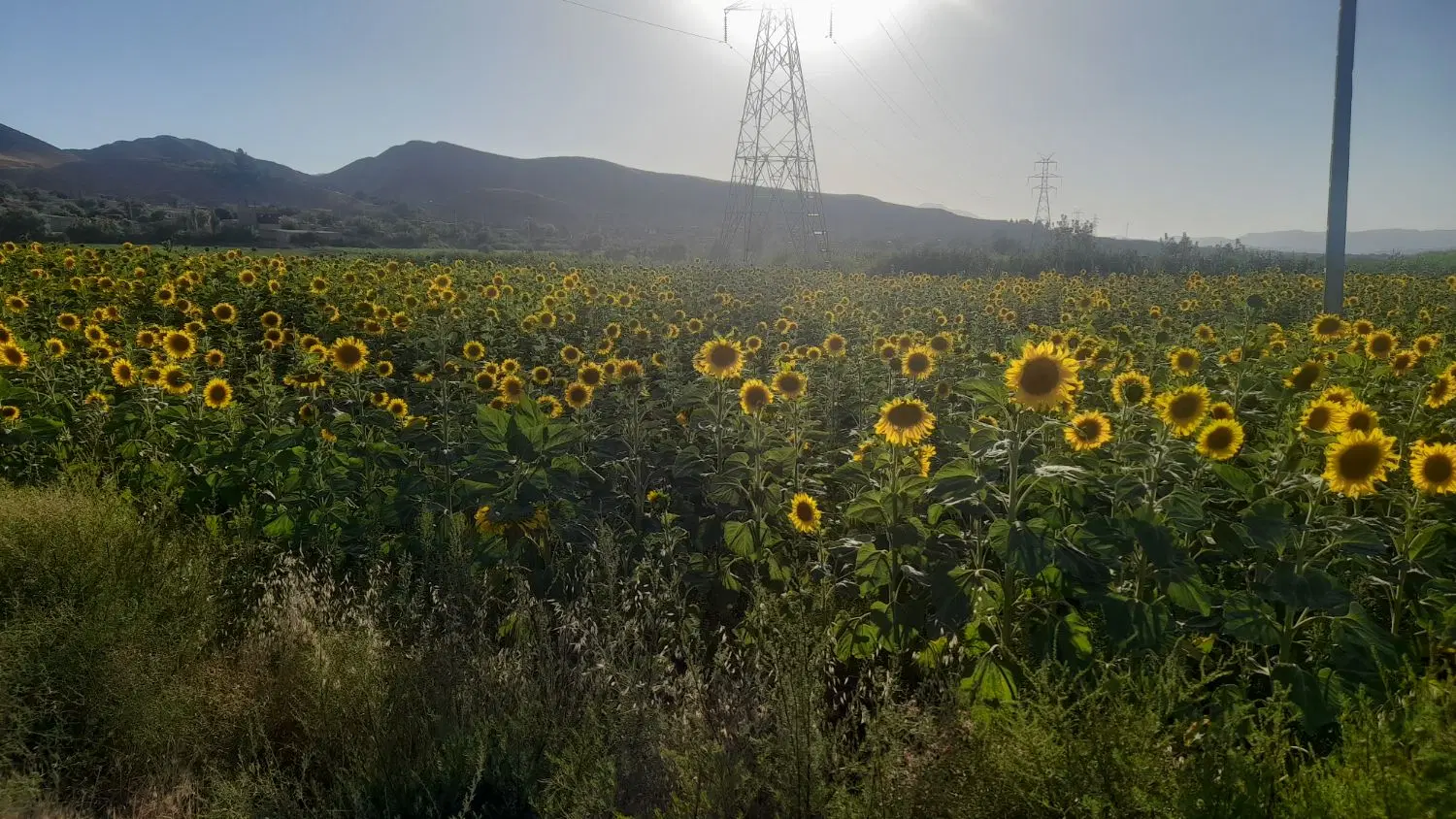 فروش زمین  کشاورزی در روستای قره خانبندی