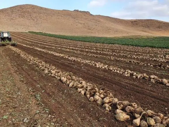 زمین کشاورزی