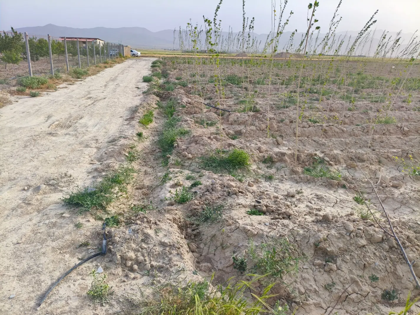زمین کشاورزی، باغی کوهمال یا کهمال
