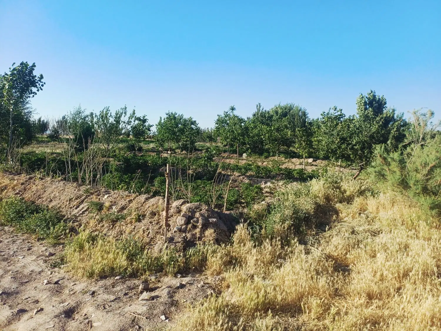 یک قطعه زمین زراعی
