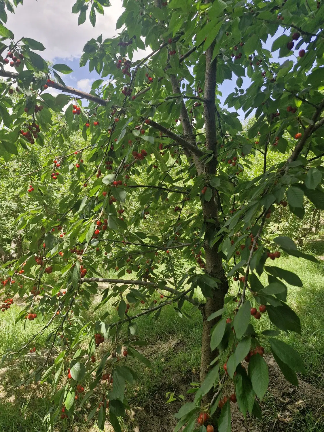 زمین صعومعه بهداشت یاران