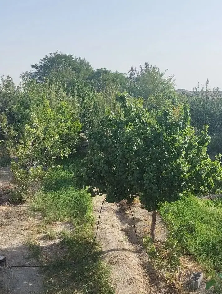 باغ چهار دیواری  برکان