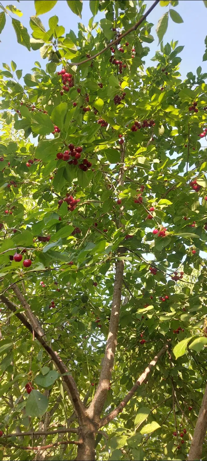 باغ حسن آباد