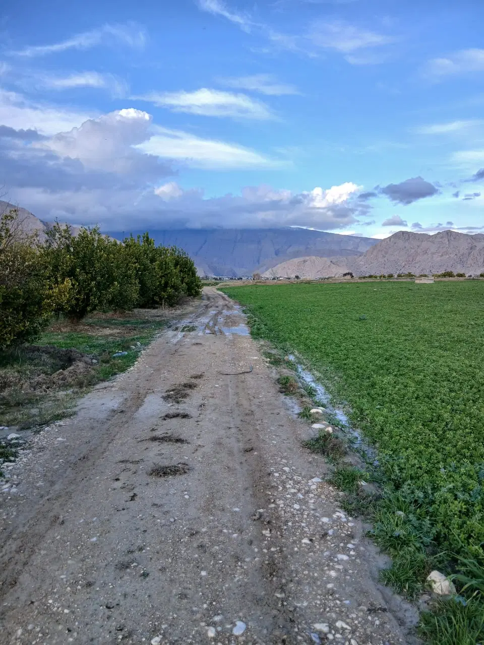 باغ لیمو ثمری