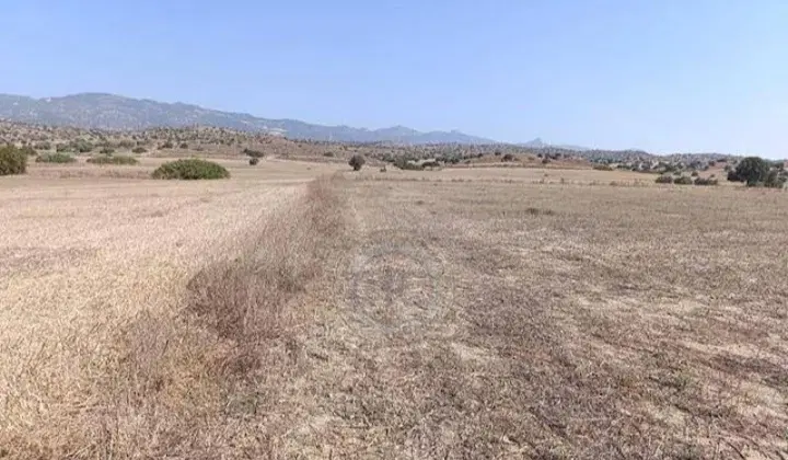 زمین عباس آباد آقا غفور