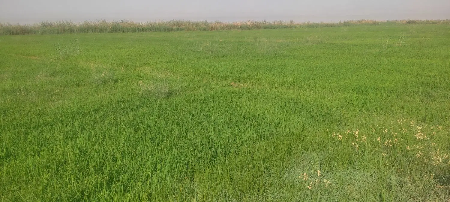 ۳۰هکتار زمین بفرش میرسد