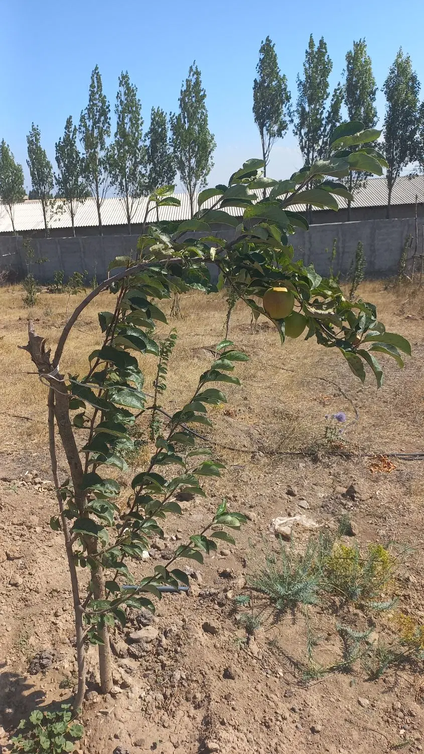 فروش زمین زراعی وباغ