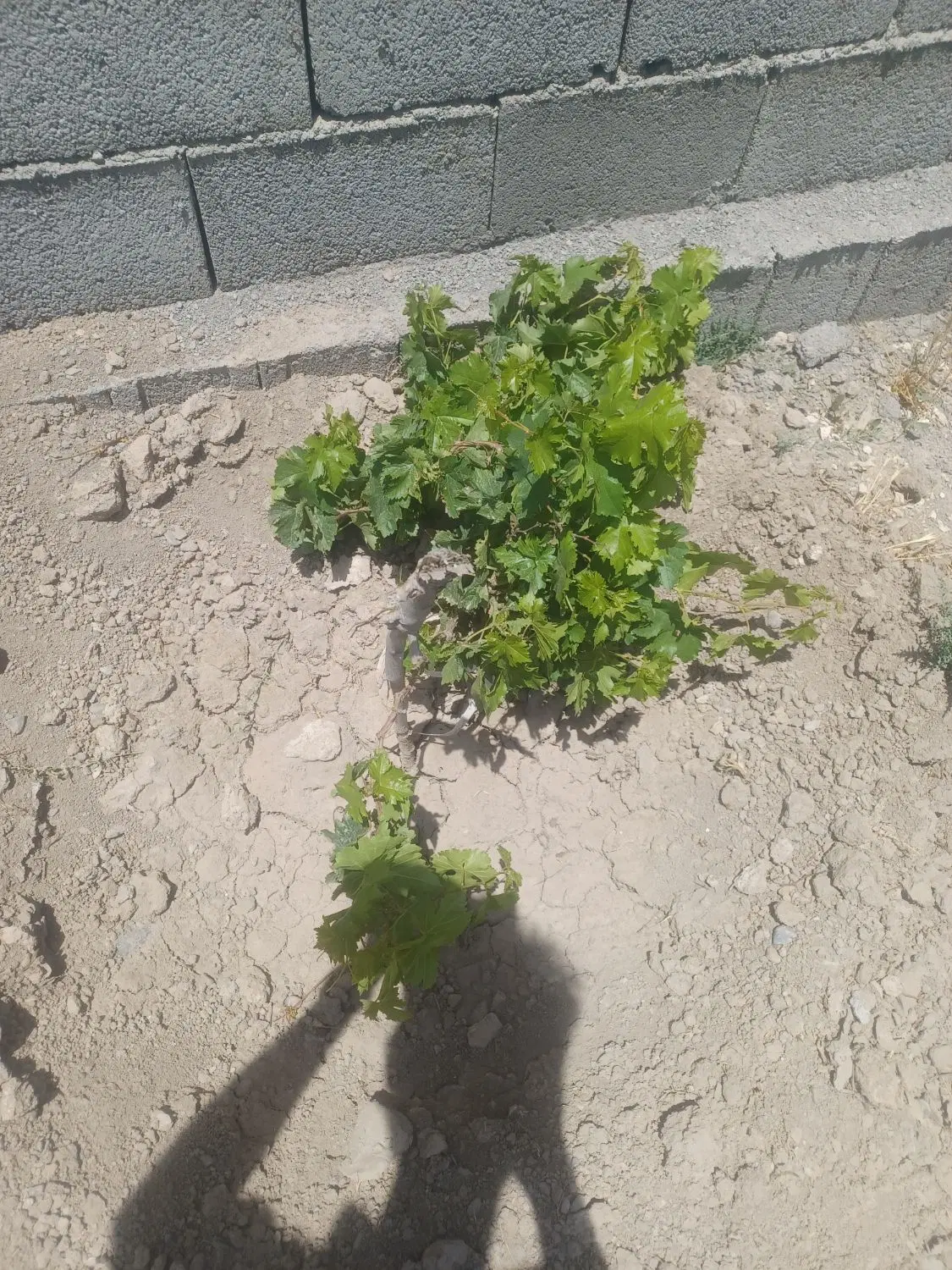 زمین بافت روستا ..منطقه بازمرگان روستای فلیان