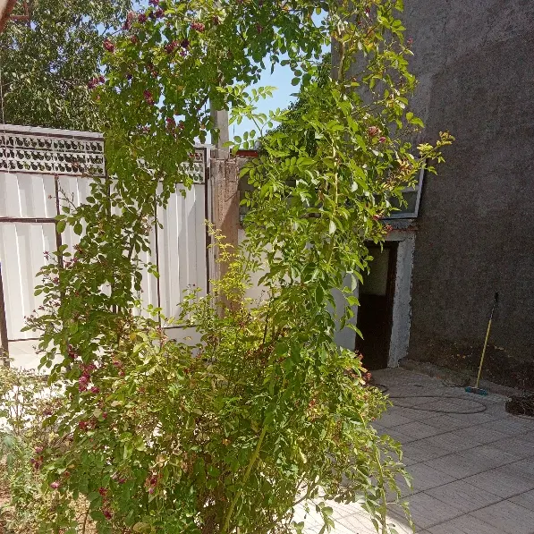 اجاره منزل