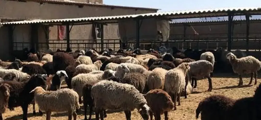 فروش دامداری