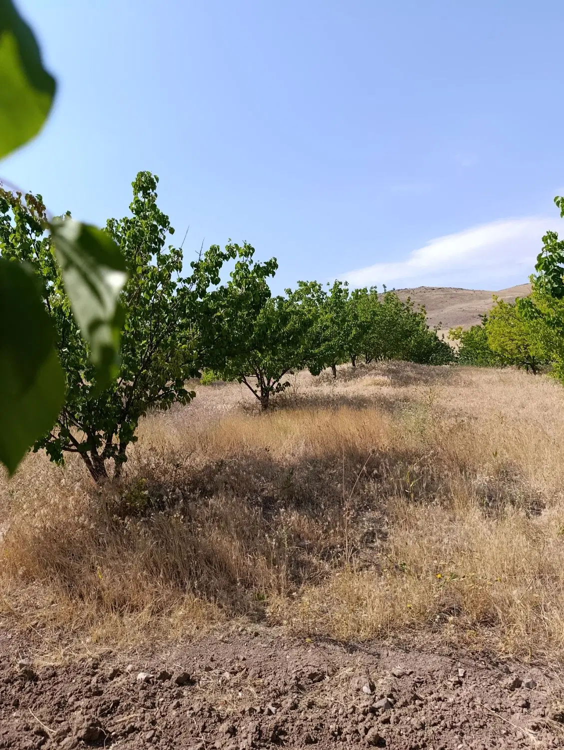 فروش باغ در روستای قیورجاق