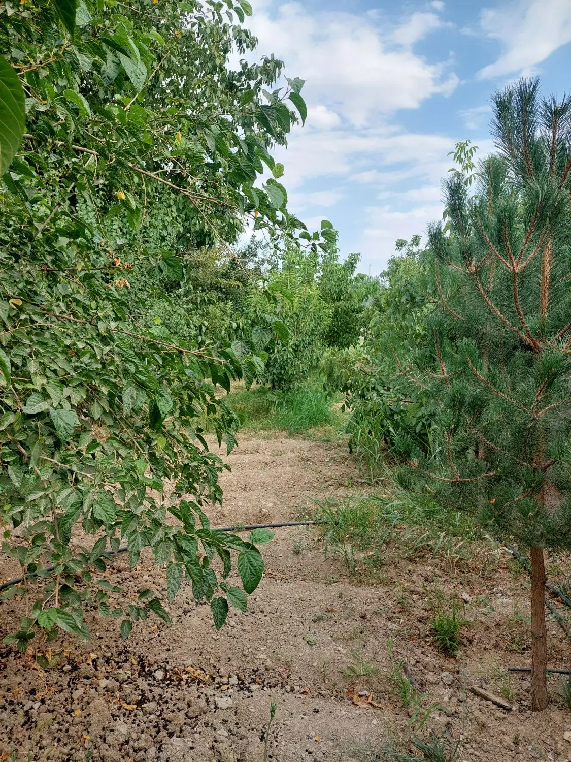 ۱۵۰۰ متر واقع در روبه روی تعویض پلاک