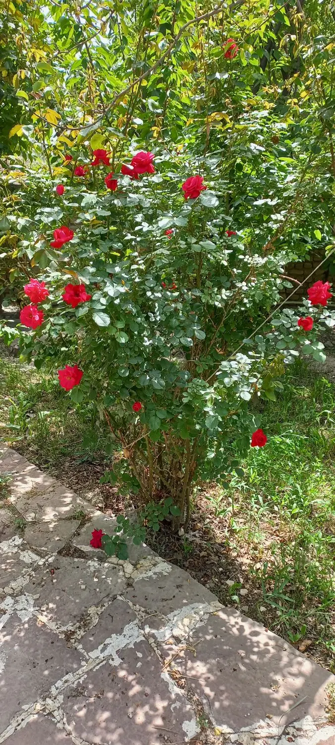 ۱۲۵۰متر باغ با سند ملکی در ابتدای روستای کاهو