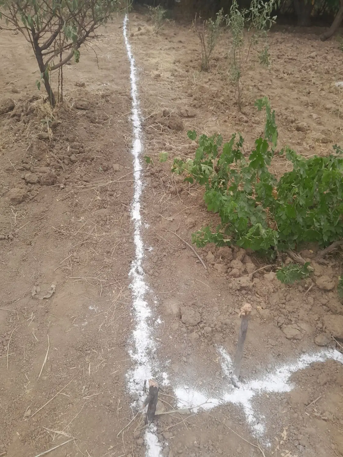باغ خانه