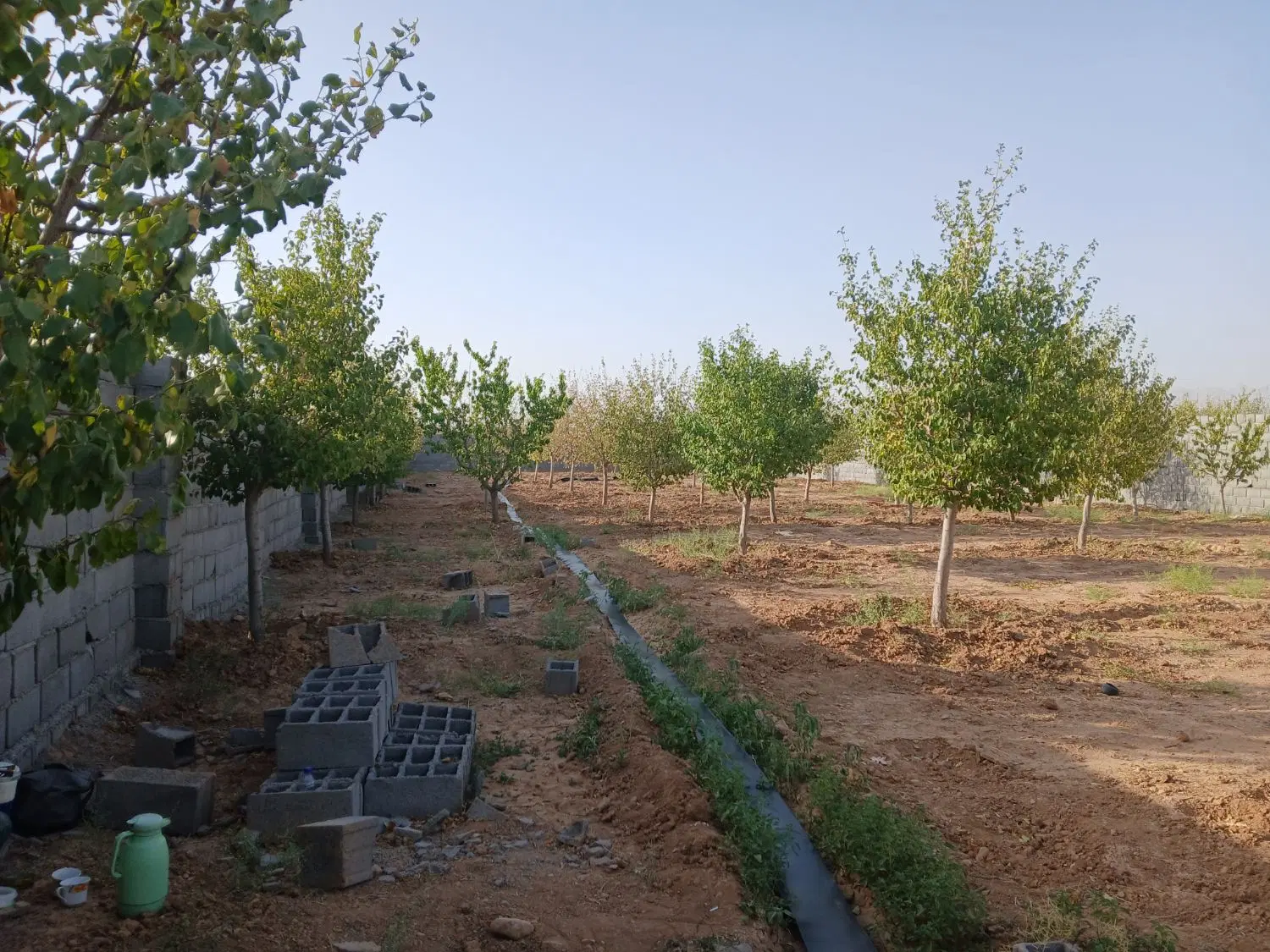 باغ میوه