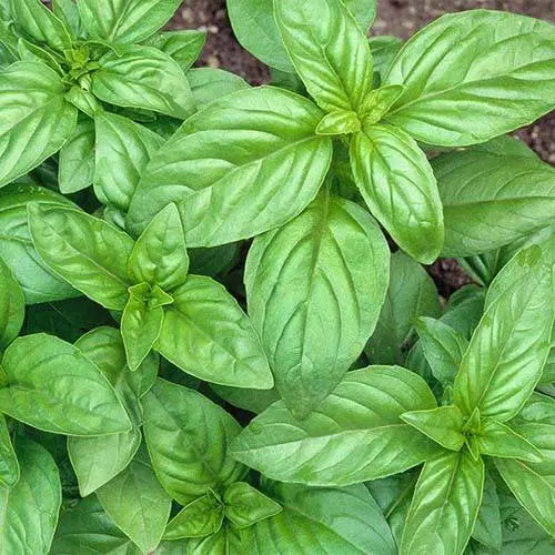 اجاره غرفه سبزی فروشی